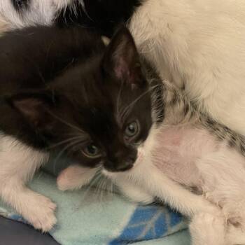 Chiclet -  Domestic Short Hair Cat for Adoption in Chaska, Minnesota - Chiclet | PetCurious
