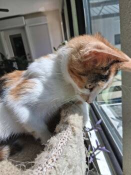 Thistle -  Domestic Short Hair Cat for Adoption in Oviedo, Florida - Thistle | PetCurious