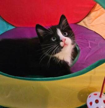 Domestic Short Hair Cats Available for Adoption - Ross | PetCurious