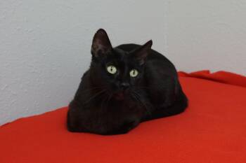 Blackie -  Domestic Short Hair Cat for Adoption in Fountain Hills, Arizona - Blackie | PetCurious