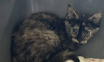Livvy -  Domestic Short Hair Cat Available for Adoption in West Memphis, Arkansas - Livvy | PetCurious