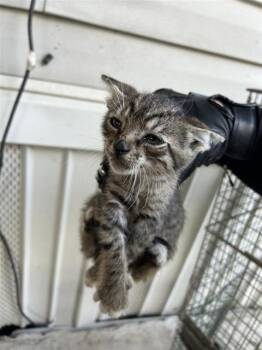 A658039 -  Domestic Short Hair Cat for Adoption in Houston, Texas - A658039 | PetCurious