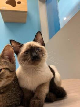 Aerith -  Domestic Short Hair Cat for Adoption in Fort Collins, Colorado - Aerith | PetCurious