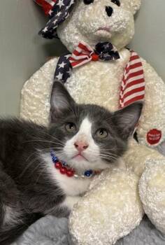 Gidget -  Domestic Short Hair Cat for Adoption in Picayune, Mississippi - Gidget | PetCurious