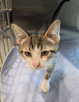 Burrito Bowl -  Domestic Short Hair Cat for Adoption in Wellington, Kansas - Burrito Bowl | PetCurious