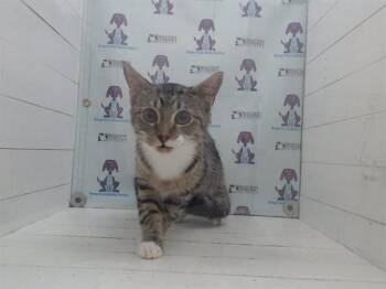 Domestic Short Hair Cats Available for Adoption - A591094 | PetCurious