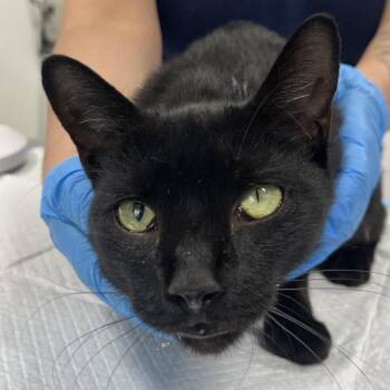 Menos -  Domestic Short Hair Cat for Adoption in Newark, New Jersey - Menos | PetCurious