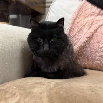 Pocus -  Domestic Long Hair Cat for Adoption in Bloomington, Illinois - Pocus | PetCurious