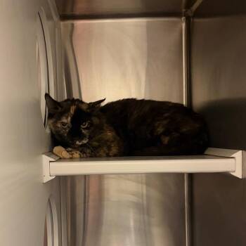 Lollie -  Domestic Short Hair Cat for Adoption in Council Bluffs, Iowa - Lollie | PetCurious