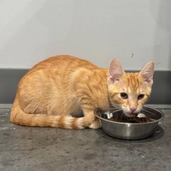 Melon -  Domestic Short Hair Cat for Adoption in Fairmont, West Virginia - Melon | PetCurious