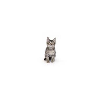 Twilight -  Domestic Short Hair Cat for Adoption in Los Angeles, California - Twilight | PetCurious