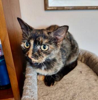 Missy -  Tortoiseshell and Domestic Short Hair Cat for Adoption in Pasco, Washington - Missy | PetCurious