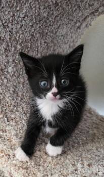 Domestic Short Hair Cats Available for Adoption in Gold Beach, Oregon - Thunderpaw | PetCurious