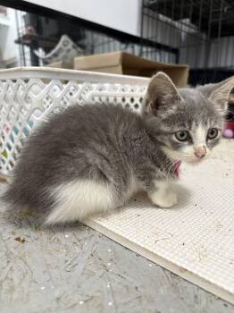Salsa -  Japanese Bobtail and Domestic Short Hair Cat for Adoption in Paulina, Louisiana - Salsa | PetCurious