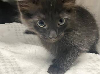 Rescue Domestic Short Hair Cats for Adoption in Tustin, California - FURIO | PetCurious