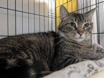 Chagall -  Domestic Short Hair Cat for Adoption in Montreal, Quebec - Chagall | PetCurious