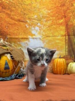 Rescue Domestic Short Hair Cats for Adoption in San Antonio, Texas - Eevee | PetCurious