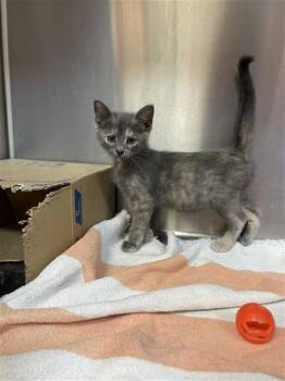 SANSA -  Domestic Short Hair Cat for Adoption in Corpus Christi, Texas - SANSA | PetCurious