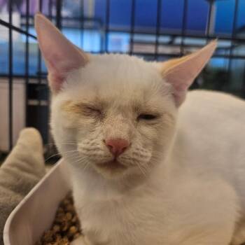 Pinky -  Domestic Short Hair Cat for Adoption in Grantsville, Utah - Pinky | PetCurious