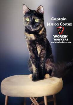 Rescue Tortoiseshell and Domestic Short Hair Cats for Adoption in Hemet, California - CAPTAIN JESSICA CORTEZ | PetCurious