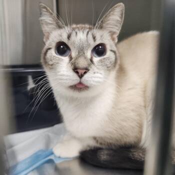 Domestic Short Hair Cats Available for Adoption in Clearwater, Florida - Paris | PetCurious