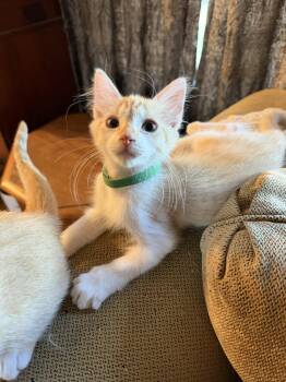 Joey ( EE) -  Tabby Cat for Adoption in Napa, California - Joey ( EE) | PetCurious
