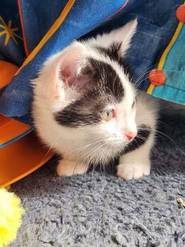 Neville -  Domestic Medium Hair Cat Available for Adoption in Brainardsvle, New York - Neville | PetCurious
