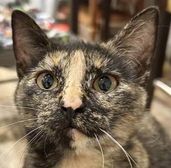 Rescue Domestic Short Hair Cats for Adoption in North Highlands, California - Flannel | PetCurious