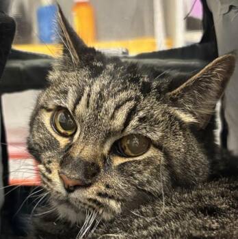 Domestic Short Hair Cats Available for Adoption - Plato | PetCurious