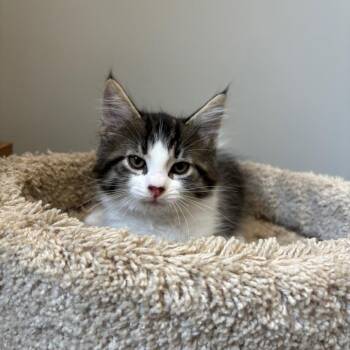Cherry Jam -  Domestic Medium Hair Cat for Adoption in Puslinch, Ontario - Cherry Jam | PetCurious