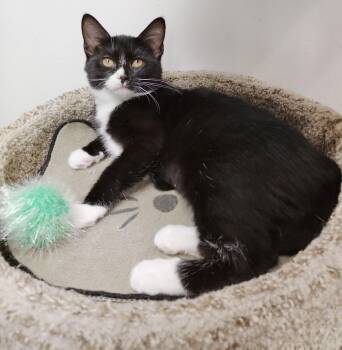 Ashe -  Tuxedo Cat for Adoption in York, South Carolina - Ashe | PetCurious