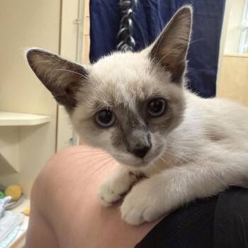 Snowe -  Domestic Short Hair Cat for Adoption in Wilmington, Delaware - Snowe | PetCurious