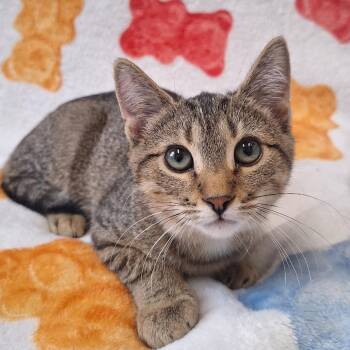 Club Cracker -  Domestic Short Hair Cat for Adoption in Attica, New York - Club Cracker | PetCurious