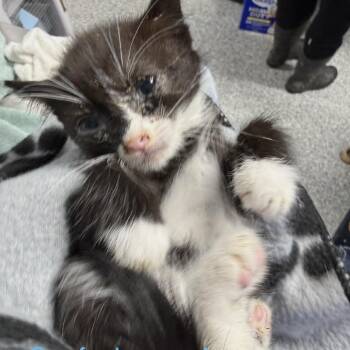 Confucius -  American Shorthair Cat for Adoption in Spring Hill, Kansas - Confucius | PetCurious