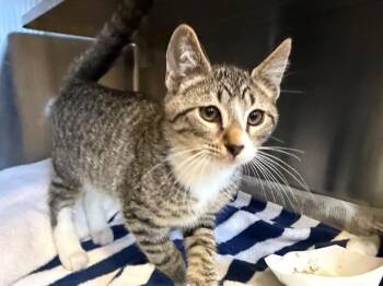 LINCOLN -  Domestic Short Hair Cat for Adoption in Santa Rosa, California - LINCOLN | PetCurious