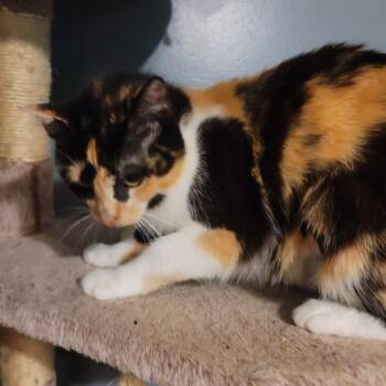 Bahama Mama -  Domestic Short Hair Cat for Adoption in La Grange, Kentucky - Bahama Mama | PetCurious