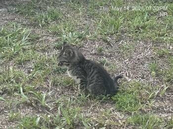 ERIN -  Domestic Short Hair Cat Available for Adoption in Ocala, Florida - ERIN | PetCurious