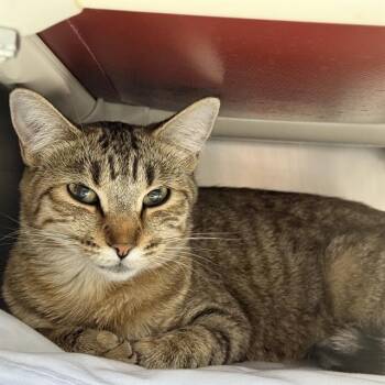 Rescue Domestic Short Hair Cats for Adoption in Las Vegas, Nevada - NALA | PetCurious