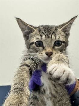 Rescue Domestic Short Hair Cats for Adoption in Doral, Florida - FREYA | PetCurious