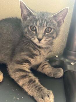 Franklin -  Domestic Short Hair Cat for Adoption in Boone, Iowa - Franklin | PetCurious