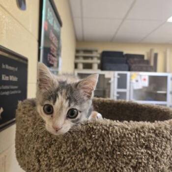 Emmie -  Domestic Short Hair Cat for Adoption in New Hope, Pennsylvania - Emmie | PetCurious