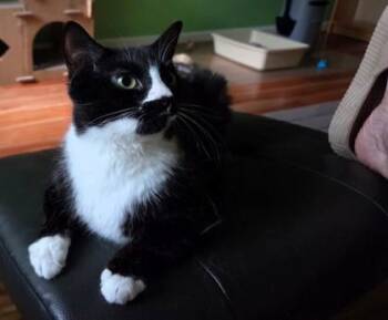 Minka -  Domestic Short Hair Cat for Adoption in Fairfax, Virginia - Minka | PetCurious