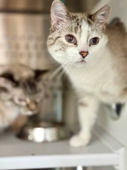 Rescue Siamese and Domestic Short Hair Cats for Adoption in Fort Lauderdale, Florida - Mama | PetCurious