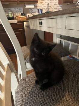 Nico -  Domestic Short Hair Cat for Adoption in Adrian, Michigan - Nico | PetCurious