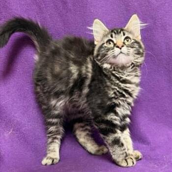 Parallelagram -  Domestic Medium Hair Cat for Adoption in Waterloo, Iowa - Parallelagram | PetCurious
