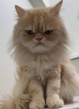 Rescue Persian Cats for Adoption in Woodstock, Ontario - Simon | PetCurious