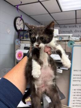 Domestic Short Hair Cats Available for Adoption in Stockton, California - BINX | PetCurious