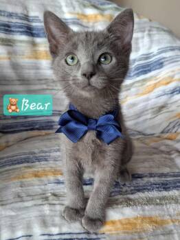Bear -  Russian Blue and Domestic Short Hair Cat Available for Adoption in Yorba Linda, California - Bear | PetCurious
