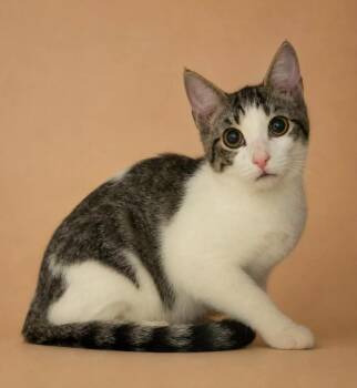 Noah -  Domestic Short Hair Cat for Adoption in Columbia, Tennessee - Noah | PetCurious