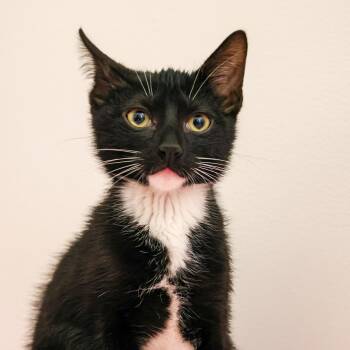 Domestic Short Hair Cats Available for Adoption - **Cat Cafe** Sparrow | PetCurious